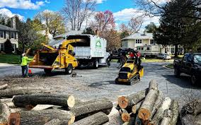 Best Arborist Consultation Services  in Montclair, CA