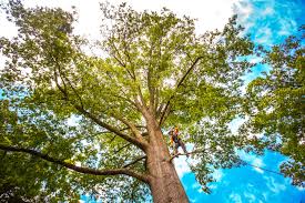 Best Leaf Removal  in Montclair, CA