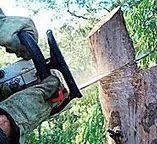 Best Tree Cabling and Bracing  in Montclair, CA