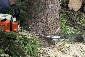 Best Tree Trimming and Pruning  in Montclair, CA