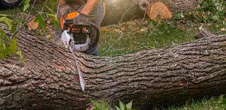 How Our Tree Care Process Works  in  Montclair, CA