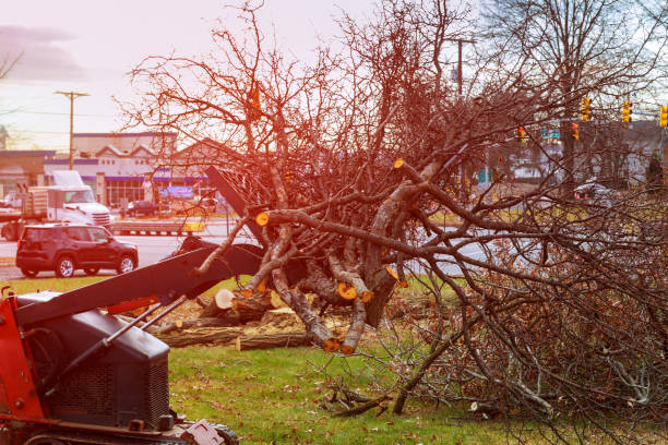 Best Lot and Land Clearing  in Montclair, CA