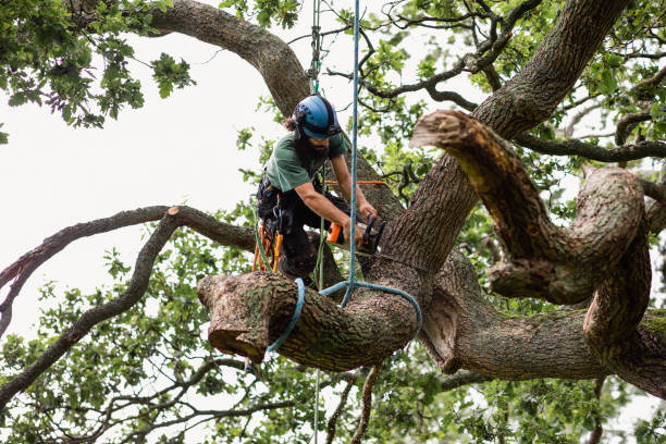 Professional Tree Care in Montclair, CA