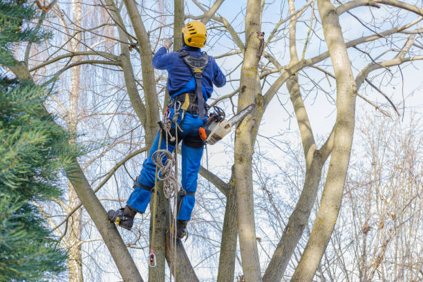 Best Commercial Tree Services  in Montclair, CA