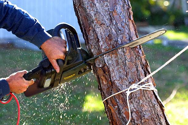 Best Tree Risk Assessment  in Montclair, CA