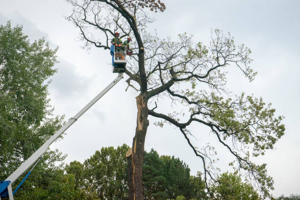 Best Tree Disease Treatment  in Montclair, CA