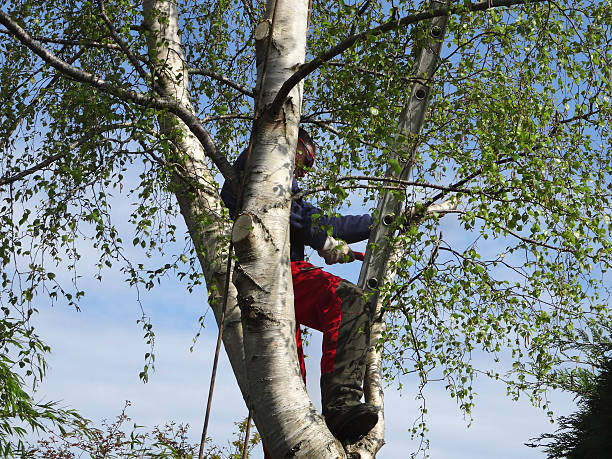 Best Root Management and Removal  in Montclair, CA
