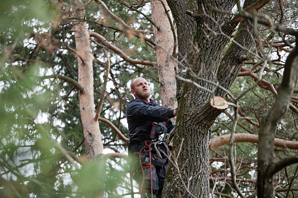  Montclair, CA Tree Care Pros