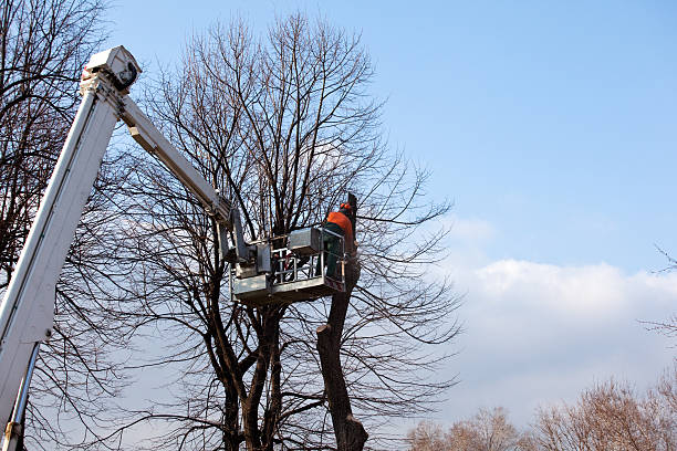 Best Tree Maintenance Programs  in Montclair, CA