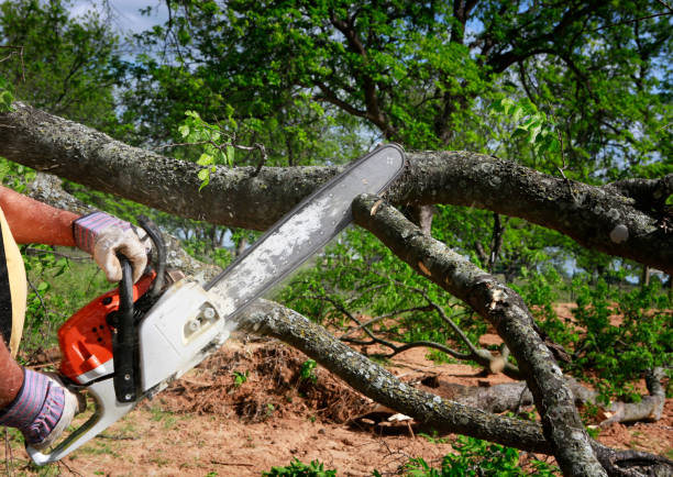 Best Tree Mulching  in Montclair, CA
