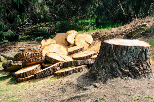 Best Stump Grinding and Removal  in Montclair, CA